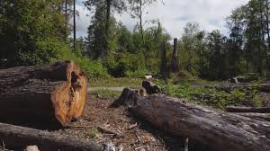 How Our Tree Care Process Works  in  Oak Ridge North, TX