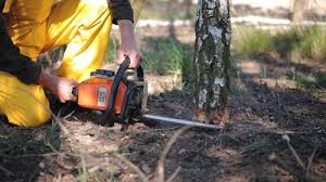 Lawn Maintenance Plans in Oak Ridge North, TX