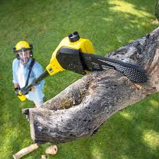 Best Root Management and Removal  in Oak Ridge North, TX