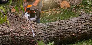 Best Tree Removal  in Oak Ridge North, TX