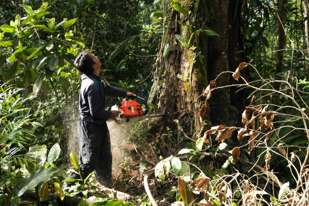 Best Emergency Tree Removal  in Oak Ridge North, TX