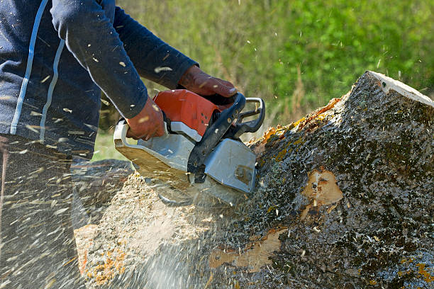 Best Lot and Land Clearing  in Oak Ridge North, TX